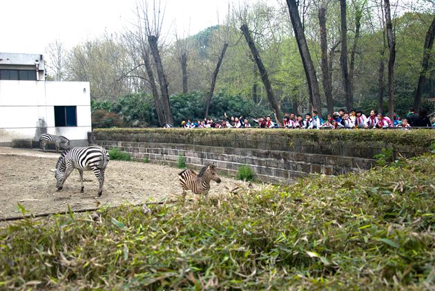 亲近自然，快乐成长——记棠外附小2017、2018届春季社会实践活动