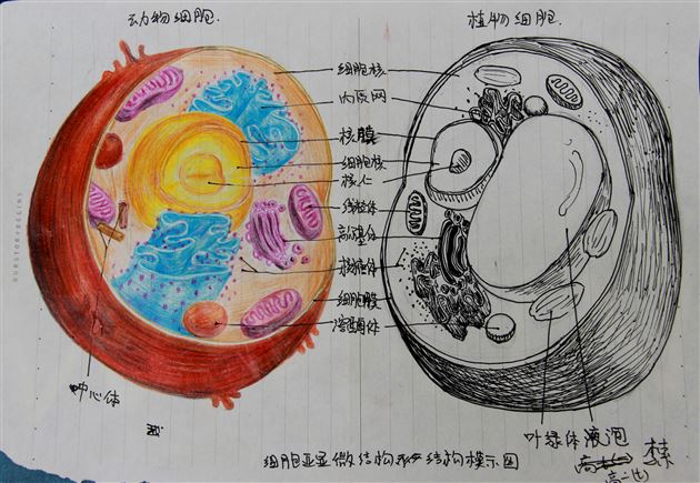 巧动手，知识才能过手——棠外高2014级生物细胞模型制作展示