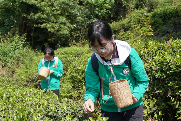 一起“趣”采茶——记棠外初2021级蒙顶山研学旅行活动