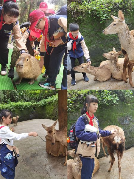 亲近野生动物世界  展开快乐研学之旅——记棠外附小五年级研学活动