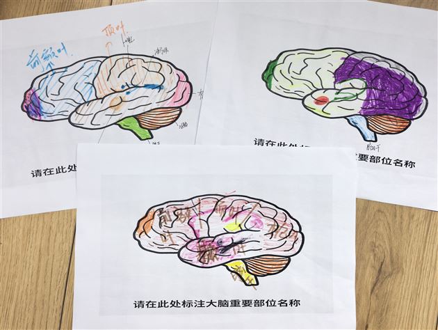 心理委员开讲啦：当大脑遇见情绪——棠外初中2025“525我爱我”心理健康节系列活动（六） 