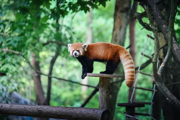 5班 李妍馨《绿意里的橙绒小熊猫》