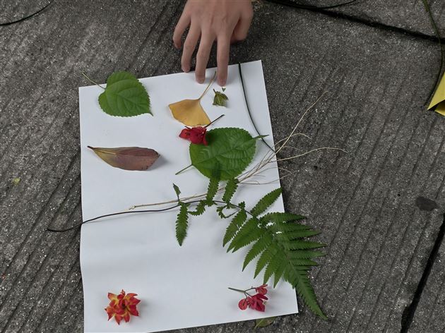 棠外高中开展“植物聚焦”心理探索活动